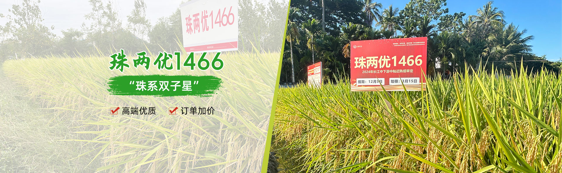 湖南興隆種業(yè)有限公司_長沙稻谷種植與銷售|長沙農作物品種的選育